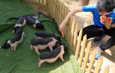 Mida teeksite, kui merisiga saaks kuumarabanduse?